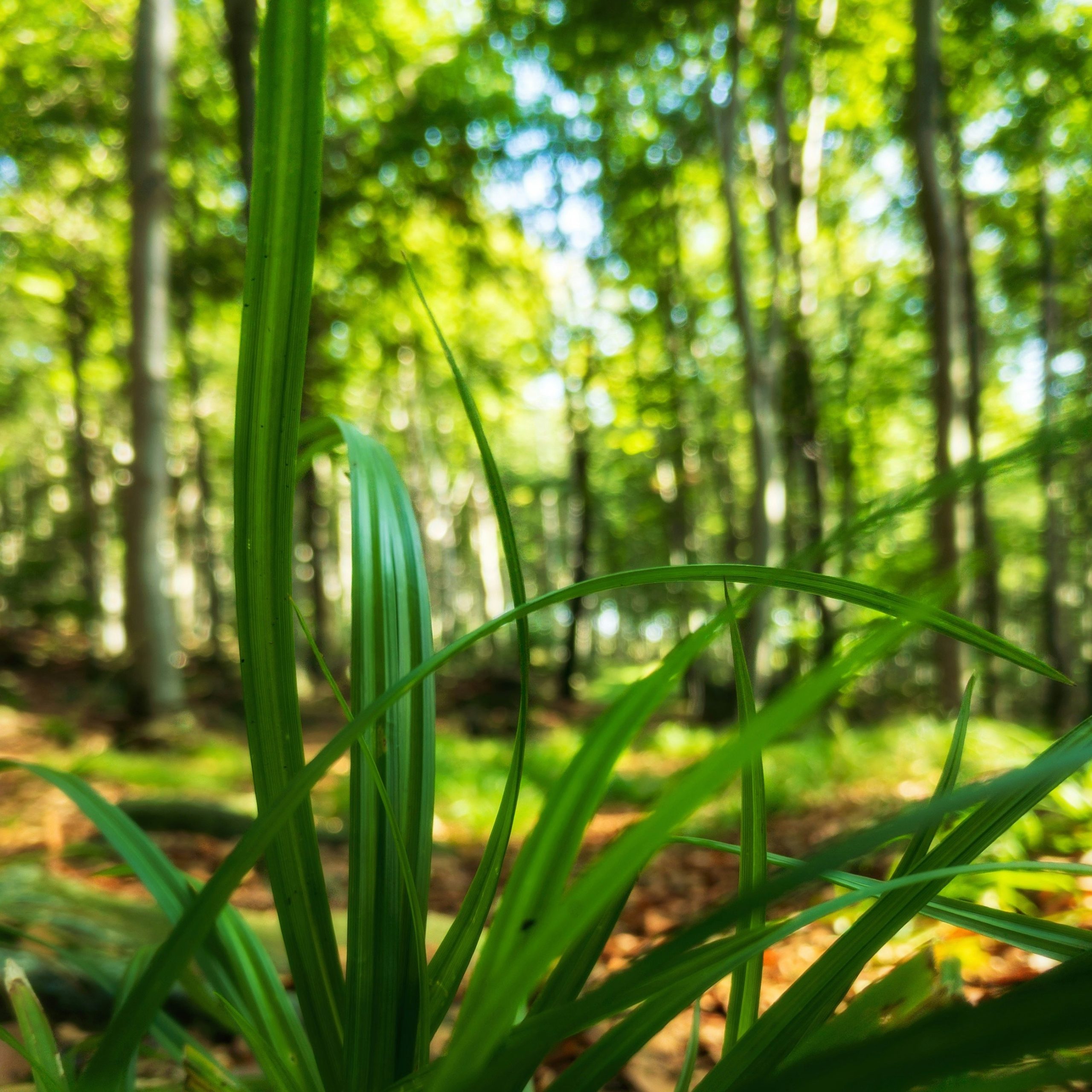 plant and forest